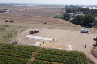 Tarsus'ta hasat şöleni sürüyor