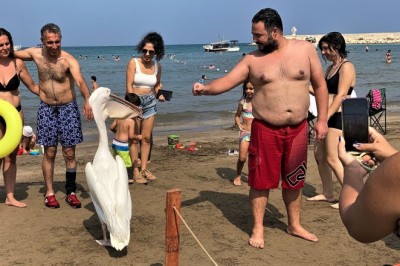 Tatilcilere renk katan pelikanlarla 25 yıllık dostluk