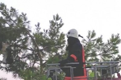 Ağaca takılan leyleği itfaiye ekipleri kurtardı