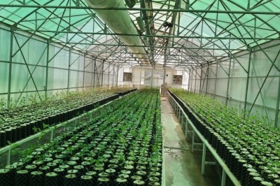 Yeşil vatan için 273 milyon fidan üretildi