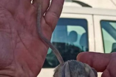 Elazığ'da nesli tükenme tehlikesi altında bulunan Arap tavşanı görüntülendi