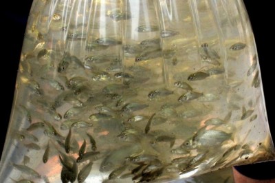 Osmaniye’de baraj gölüne 428 bin yavru sazan bırakıldı