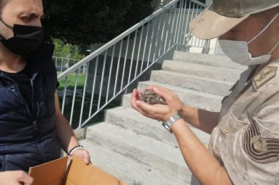 Ardahan'da yaralı halde bulunan çoban aldatan kuşu tedavi altına alındı