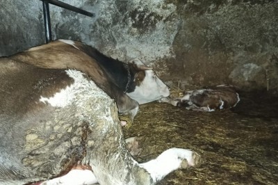 Ölen yavrusunun başında saatlerce bekledi