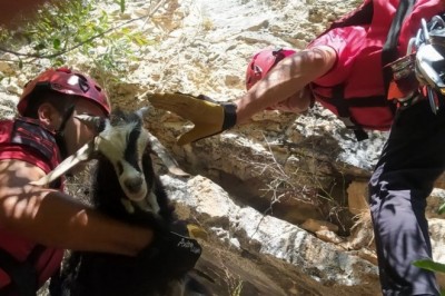 Kayalıklarda mahsur kalan 11 keçi kurtarıldı