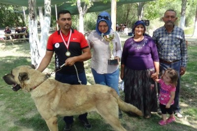 8 asırlık etkinliğin ilk gününde çoban köpekleri boy gösterdi