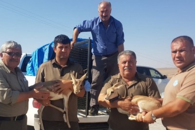 Tarım işçisinin çadırda beslediği yavru ceylanlara el konuldu