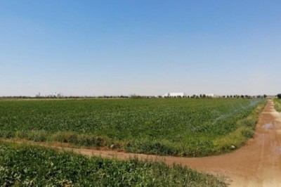 Konya Ovası'nda pancarda olumsuzluk görünmüyor