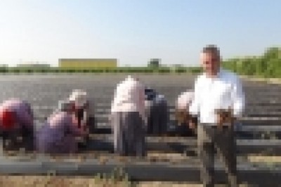Silifke’de çilek fideleri toprakla buluşuyor