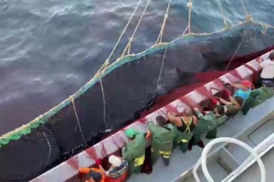 Av yasağı kalktı, tezgâhlar istavritle doldu