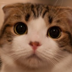 Masum ama İstekli Bakışlar