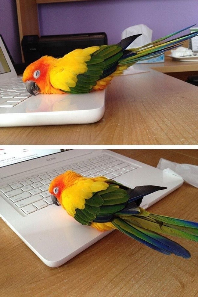 Laptopun sıcağına hep kediler mi düşecek, azıcık da biz yatalım.