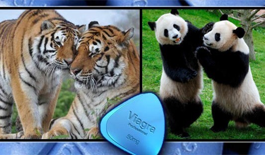 Çin'de bazı hayvanat bahçeleri nesilleri tükenmekte olan panda ve kaplanlara viagra hapı vererek üremelerinin artmasını hedefliyor.