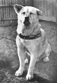 Bir benzer olay da Hachiko!