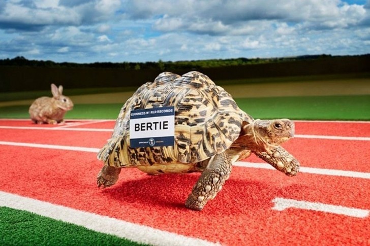 Bertie