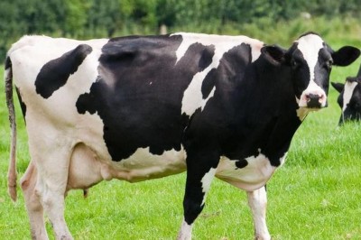 Yılan Soktu İsraf Olmasın Diye Yediler Hepsi Hastanelik Oldu