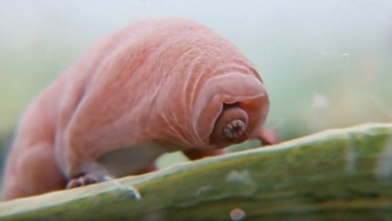 Tardigrade'nin Uzayda Dahi Hayatta Kalabilen Bir Canlı Olduğunu Biliyormuydunuz ?