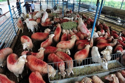 Mehmetçiğe 100 küçükbaş hayvan!