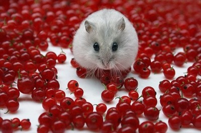 Fareler Bilim Dünyasını Şoke Uğrattı.Uzun Yaşamanın Sırrı Bulundu Mu?