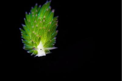 Deniz Koyunlarıyla Tanışın