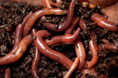 Bunları Biliyor Muydunuz ? Dirilen Solucanlar !