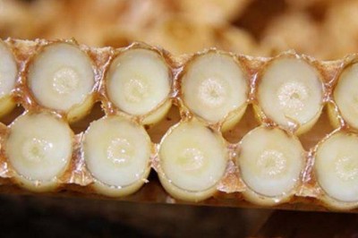 Arı Sütü Nedir? Arı Sütünün Vücuda Faydaları Nelerdir? Arı Sütünün Zararları Nelerdir?