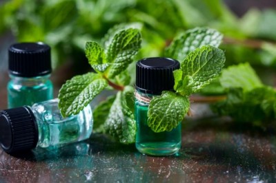 Nane Yağı Ne İçin Kullanılır? Nane Yağının Faydaları Nelerdir?