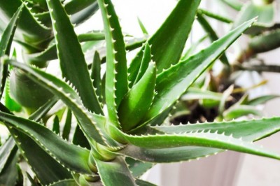 Aloe Vera Nedir ? Nasıl Sürülür ? Nerelere Uygulanır ?