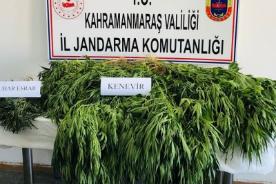 Ekinözü jandarmasından küçük kenevir operasyonu