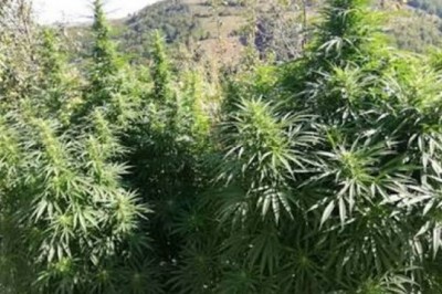 Malatya'da 980 kök Hint keneviri ele geçirildi