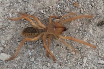 Dev örümcek paniğe neden oldu