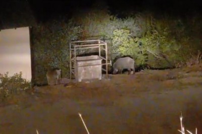 Ayı ve domuzlar bu mezbahaneyi mesken tuttu