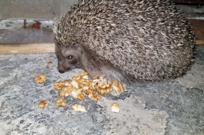Aç kirpiler karınlarını mesken tuttukları evde bisküvi ve cevizle doyuruyor