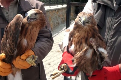 Yozgat’ta yaralı 2 kızıl şahin ve baykuş tekrardan doğaya salındı