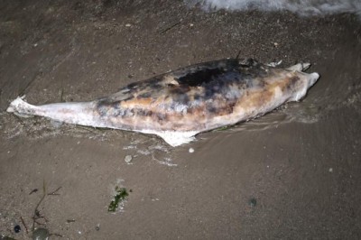 Ağlara takılan balığı ceset zannettiler