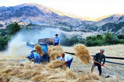 Göksun'da ekinler biçilmeye başladı