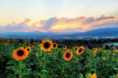 Gün batımında ayçiçeği kartpostallık görüntüler oluşturdu
