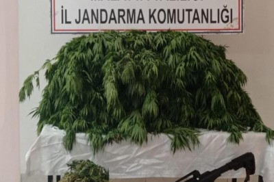 Kayısı bahçesine hint keneviri eken şahıs yakalandı