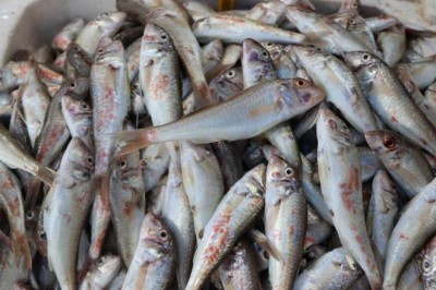 Palamut yüz göstermedi