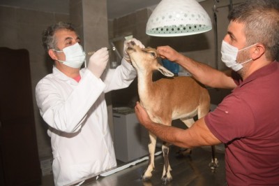 Hasta halde bulunan yavru ceylan tedavi altında alındı