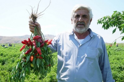 Çiftçi, fide desteğinden memnun