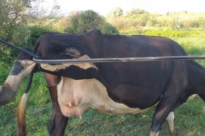 İneğin başına gelen talihsiz kaza herkesi şaşırttı