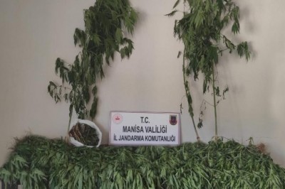 Manisa'da 519 kök kenevir bitkisi ve 2 kilogram kubar esrar ele geçirildi