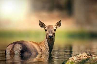 Ormanya’ya uluslararası ödül