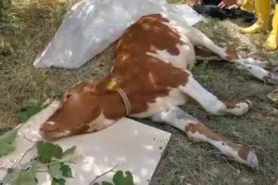 Babaçay’da enkaz altındaki inek canlı olarak kurtarıldı