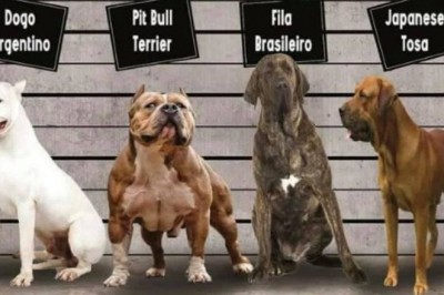 Irk köpek besleyenlere kısırlaştırma ve kayıt zorunluluğu