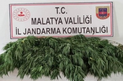Jandarmadan kaçak kenevire sıkı takip
