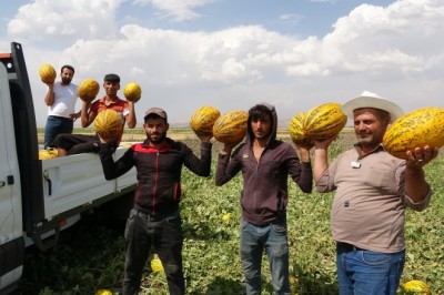 Muş Ovasındaki kavunlar çevre illere gönderiliyor