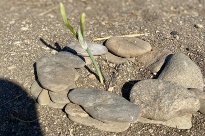 Kum zambakları çiçek açtı, koparmanın cezası 80 bin TL