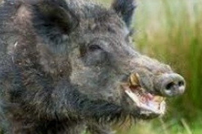 Yaban hayvanları avlanmasına başlanıyor